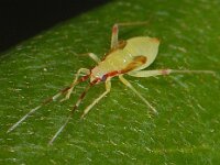 Campyloneura virgula #07846 : Campyloneura virgula, nymph 5e stage