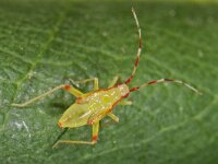 Campyloneura virgula 6, Bonte geelschild, nymf, Saxifraga-Ab H Baas