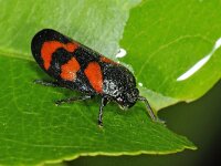 Celypha lacunana #47754 : Cercopis vulnerata, Bloedcicade