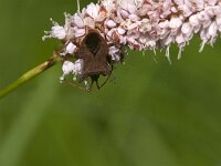 Coreus marginatus 43, Zuringrandwants, Saxifraga-Jan van der Straaten
