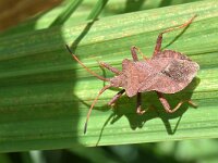 Coreus marginatus 46, Zuringrandwants, Saxifraga-Tom Heijnen