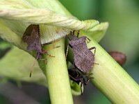 Coreus marginatus 47, Zuringrandwants, Saxifraga-Tom Heijnen