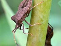 Coreus marginatus 48, Zuringrandwants, Saxifraga-Tom Heijnen