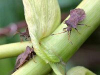 Coreus marginatus 50, Zuringrandwants, Saxifraga-Tom Heijnen