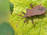 Coreus marginatus 53, Zuringrandwants, Saxifraga-Tom Heijnen