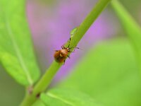Deraeocoris ruber 13, Rode halsbandwants, Saxifraga-Tom Heijnen