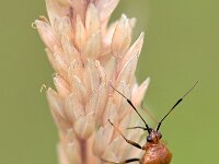 Deraeocoris ruber 15, Rode halsbandwants, Saxifraga-Tom Heijnen