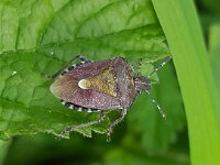 Dolycoris baccarum 24, Bessenschildwants, Saxifraga-Ben Delbaere  IICSA