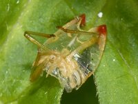 Elasmostethus interstinctus 3, Berkenkielwants, Saxifraga-Ab H Baas