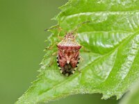 Elasmucha grisea 13, Berkenwants, Saxifraga-Tom Heijnen