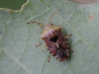 Elasmucha grisea 2, Berkenwants, Saxifraga-Rutger Barendse