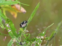 Eurydema oleracea 9, Koolwants, Saxifraga-Tom Heijnen