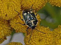 Eurydema oleracea 01 #03607 : Eurydema oleracea, Crucifer Shieldbug, Koolwants