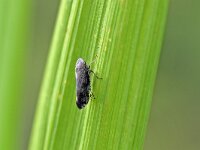 Fieberiella florii 3, Zuidelijke struik tsaar, Saxifraga-Tom Heijnen