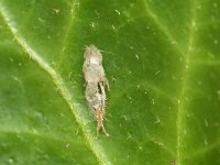 Fieberiella florii 5, Zuidelijke struik tsaar (larva skin), Saxifraga-Tom Heijnen