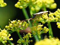 Gonocerus acuteangulatus 10, Smalle randwants, Saxifraga-Tom Heijnen