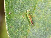 Graphocephala fennahi 17, Rhododendroncicade, Saxifraga-Tom Heijnen