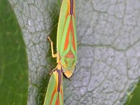 Graphocephala fennahi 18, Rhododendroncicade, Saxifraga-Tom Heijnen