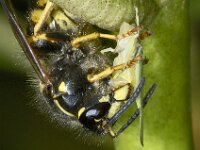 Graphocephala fennahi #02699A : Graphocephala fennahi, Rhododendron leafhopper, Rhododendroncicade, Prey of a Dolichovespula saxonica