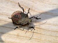 Halyomorpha halys 10, Bruingemarmerde schildwants, Saxifraga-Tom Heijnen