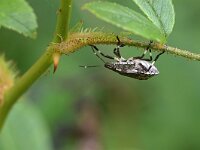 Halyomorpha halys 4, Bruingemarmerde schildwants, Saxifraga-Tom Heijnen
