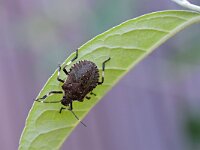 Halyomorpha halys 5, Bruingemarmerde schildwants, Saxifraga-Tom Heijnen