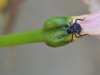 Halyomorpha halys 8, Bruingemarmerde schildwants, Saxifraga-Tom Heijnen