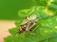 Harpocera thoracica 15, Voorjaarseikenblindwants, Saxifraga-Ben Delbaere