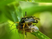 Harpocera thoracica 16, Voorjaarseikenblindwants, Saxifraga-Ben Delbaere