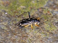 Harpocera thoracica #06749 : Harpocera thoracica, male