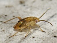 Harpocera thoracica 9, Voorjaarseikenblindwants, Saxifraga-Ab H Baas