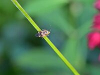 Lygus pratensis 8, Weideschaduwwants, Saxifraga-Tom Heijnen