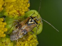 Lygus rugulipennis #08128 : Lygus rugulipennis