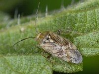 Lygus rugulipennis #09407 : Lygus rugulipennis