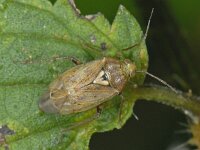 Lygus rugulipennis #09408 : Lygus rugulipennis, female