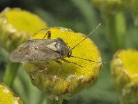 Lygus rugulipennis N0554 : Lygus rugulipennis, Behaarde wants