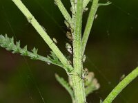 Macrosiphoniella millefolii 2, Duizendbladgalluis, Saxifraga-Luc Hoogenstein : Lunetten