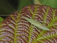 Megaloceroea recticornis 4, Saxifraga-Ab H Baas