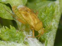 Megalocoleus tanaceti 01 #09649 : Megalocoleus tanaceti, Boerenwormkruidblindwants, female