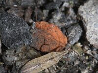 Nabis ferus 2, Veldsikkelwants, Saxifraga-Rutger Barendse