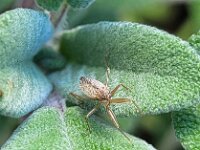 Nabis ferus 3, Veldsikkelwants, Saxifraga-Ben Delbaere