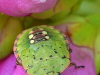 Nezara viridula 107, Zuidelijke groene schildwants, Saxifraga-Tom Heijnen