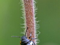Nezara viridula 111, Zuidelijke groene schildwants, Saxifraga-Tom Heijnen