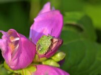 Nezara viridula 114, Zuidelijke groene schildwants, Saxifraga-Tom Heijnen