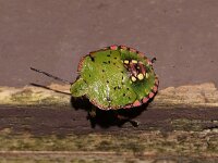 Nezara viridula 2, Zuidelijke groene schildwants, nimf, Saxifraga-Pieter van Breugel