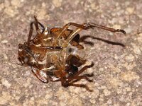 Nezara viridula 50, Zuidelijke groene schildwants, nimf, exuvium, Saxifraga-Pieter van Breugel