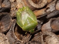 Nezara viridula 68, Zuidelijke groene schildwants, imago, underside wings, Saxifraga-Pieter van Breugel