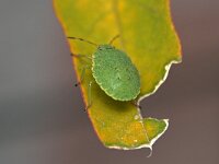 Palomena prasina 43, Groene schildwants, Saxifraga-Tom Heijnen
