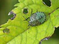 Palomena prasina 54, Groene schildwants, Saxifraga-Tom Heijnen