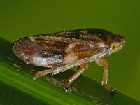 Philaenus spumarius #13689 : Philaenus spumarius, spuugbeestje, Meadow froghopper